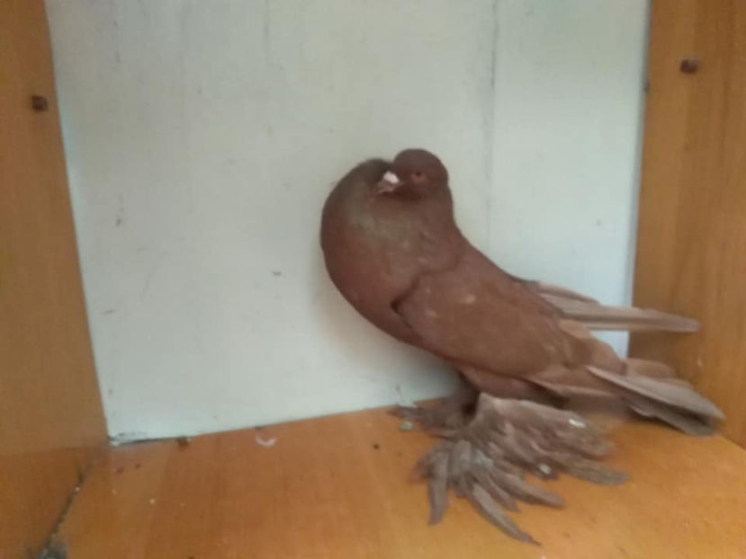  - Gusat de Pomerania