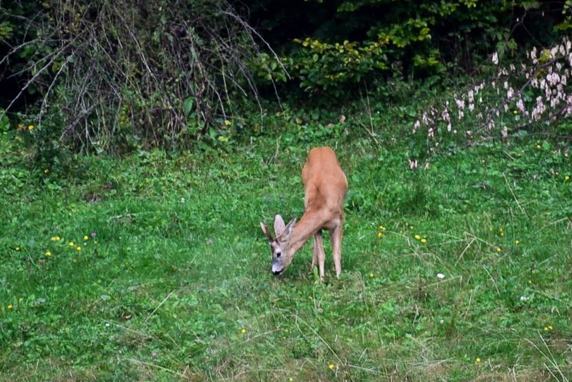  - Sfarsit de vara 2018