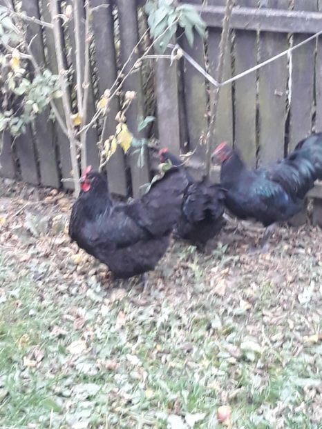  - Găini Australorp