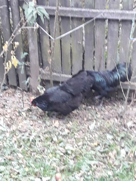  - Găini Australorp