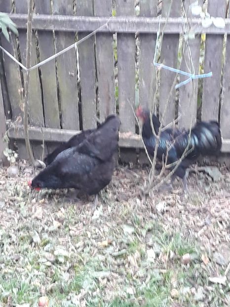  - Găini Australorp