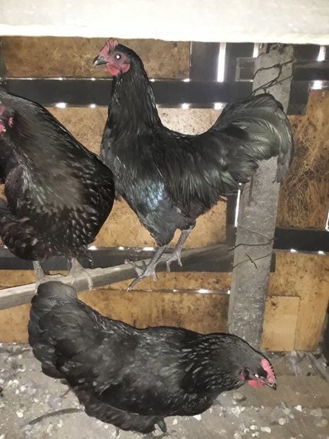  - Găini Australorp