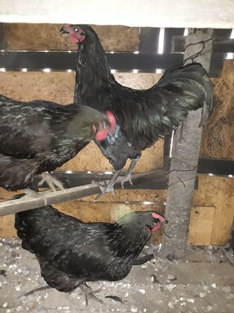  - Găini Australorp