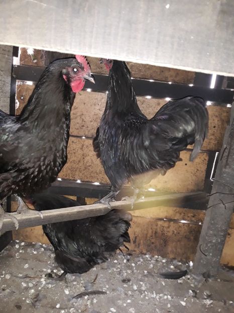  - Găini Australorp