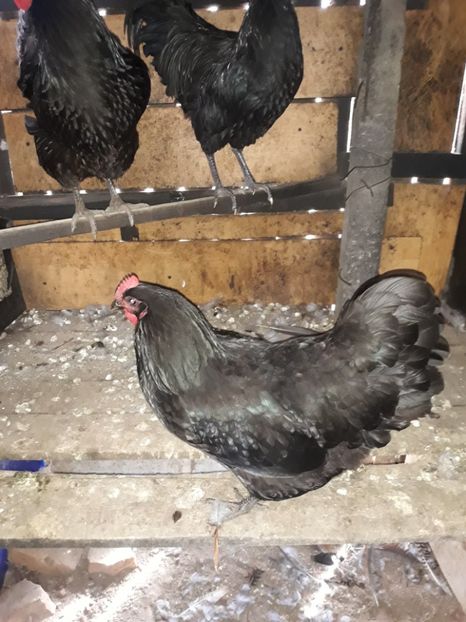  - Găini Australorp