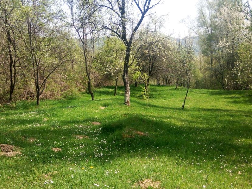  - Al 3-lea teren nepot TICA PUIU