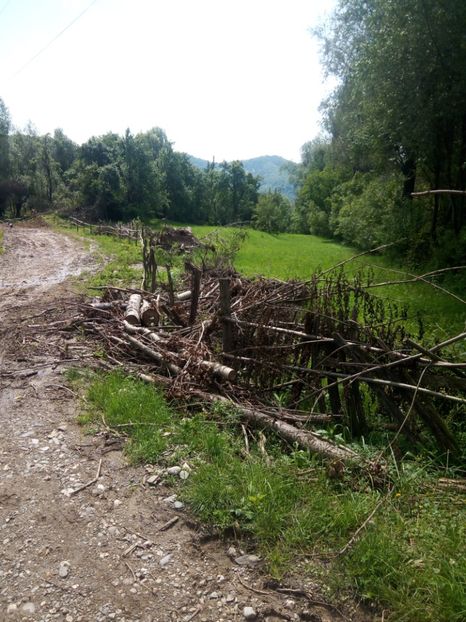  - Al 3-lea teren nepot TICA PUIU