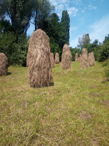  - Al 3-lea teren nepot TICA PUIU