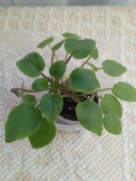 13 nov - ZZ Cedar Creek Stormy sport