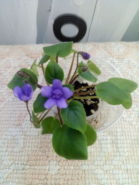 29 nov - ZZ Cedar Creek Stormy sport