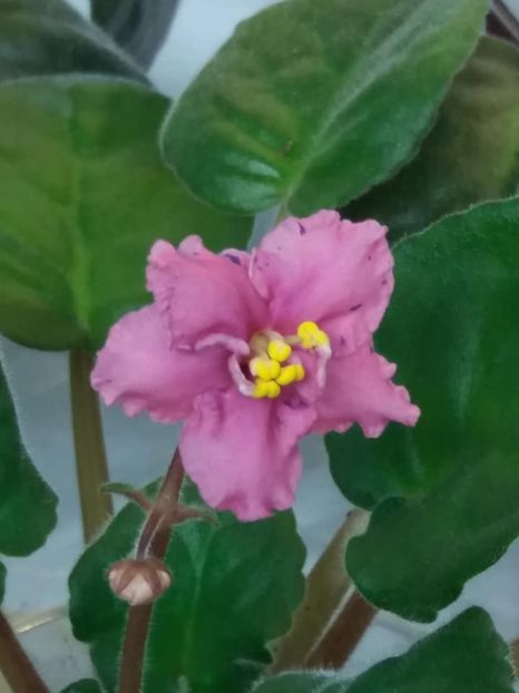 9 nov - ZZ Ethel s Wild Side