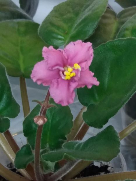 9 nov - ZZ Ethel s Wild Side