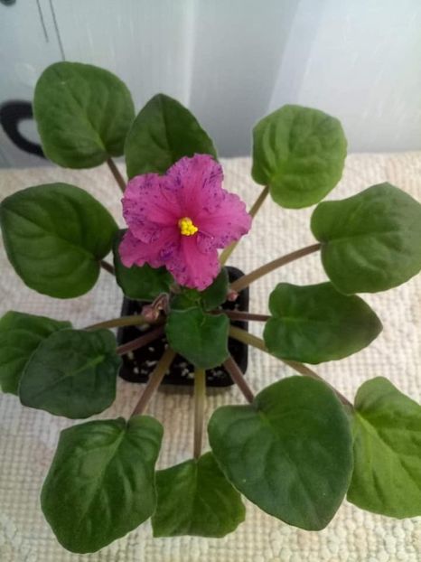 13 nov - ZZ Ethel s Wild Side