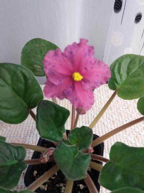 13 nov - ZZ Ethel s Wild Side