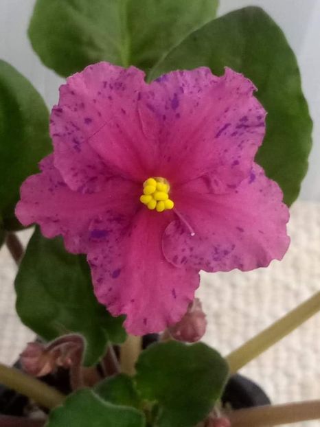 13 nov - ZZ Ethel s Wild Side