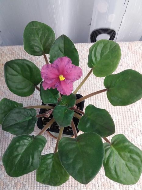 13 nov - ZZ Ethel s Wild Side