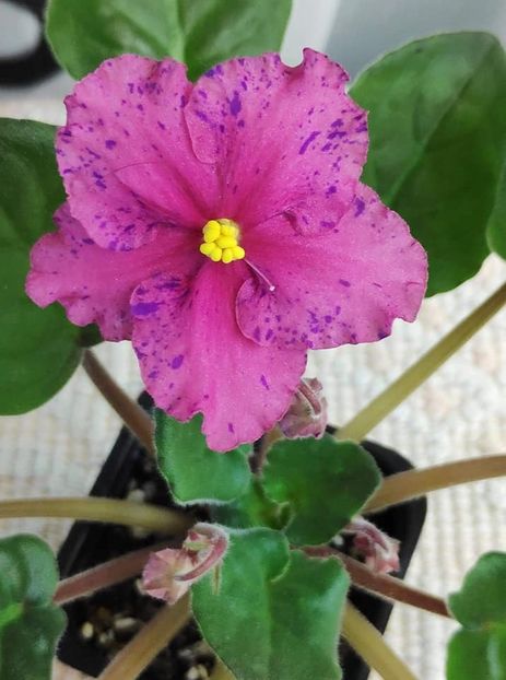 15 nov - ZZ Ethel s Wild Side