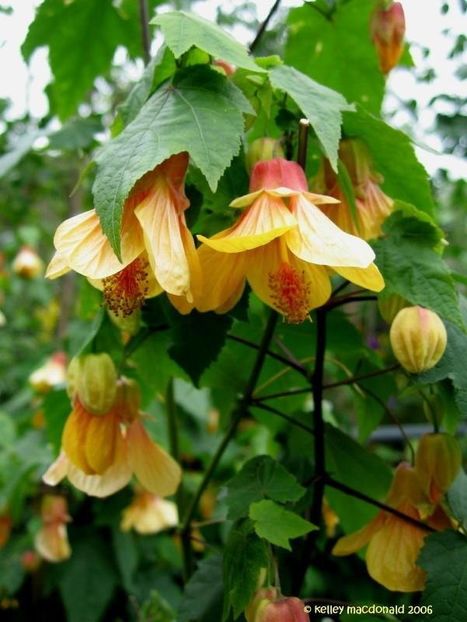 ABUTILON - ABUTILON SAU ARTARUL CU FLORI