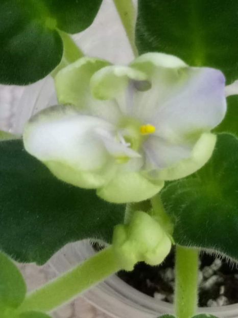 13 nov - ZZ TV Dikaja Slyva - TV Wild Plum