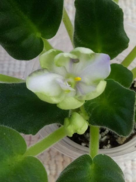 13 nov - ZZ TV Dikaja Slyva - TV Wild Plum