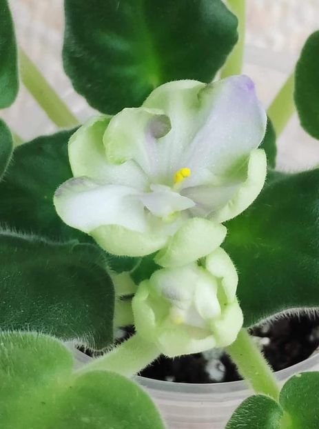 17 nov - ZZ TV Dikaja Slyva - TV Wild Plum