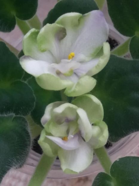 22 nov - ZZ TV Dikaja Slyva - TV Wild Plum