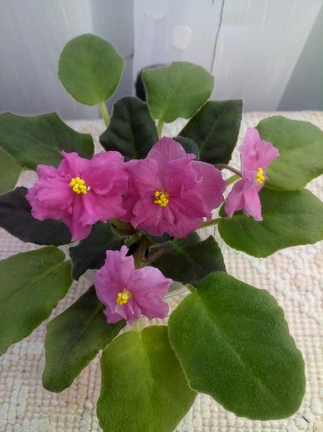 26 nov - ZZ Alamo Flame