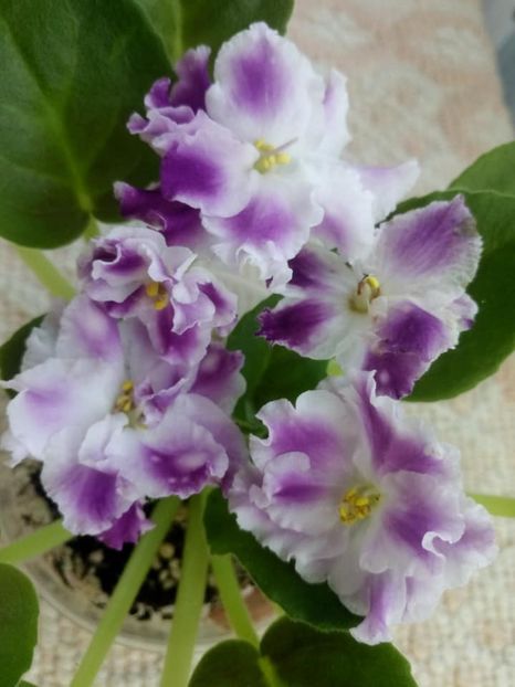 26 nov - ZZ AE Avantiura