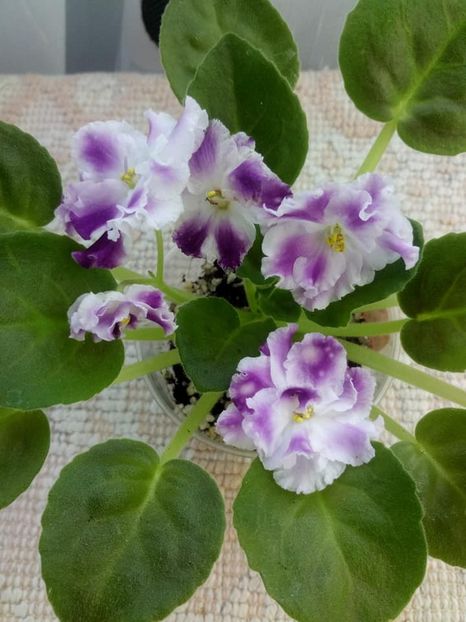 26 nov - ZZ AE Avantiura