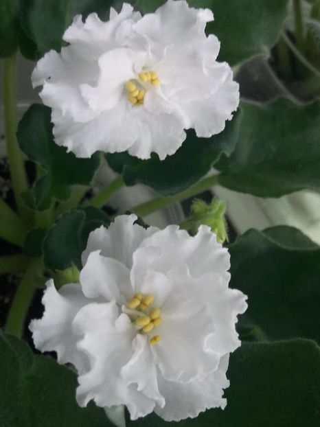 22 nov - ZZ Ian Natalka