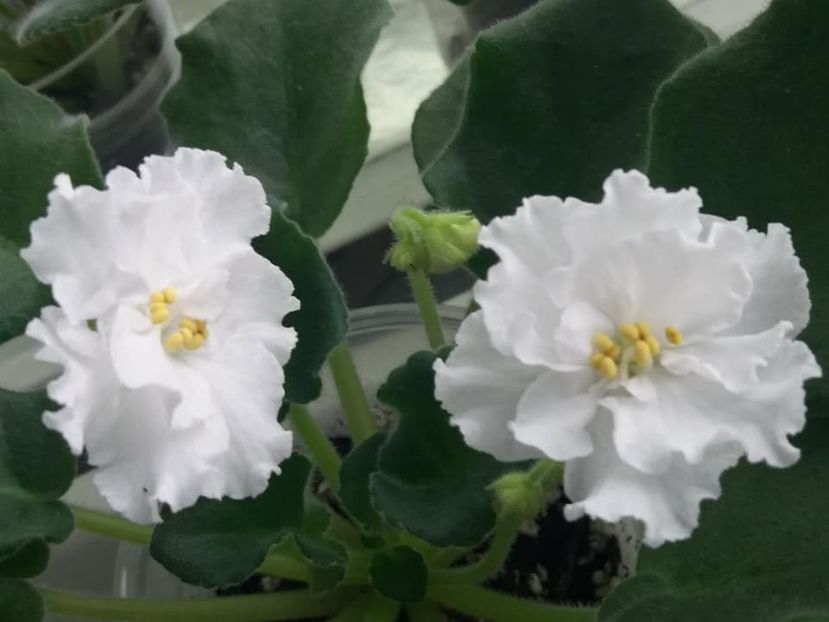 22 nov - ZZ Ian Natalka