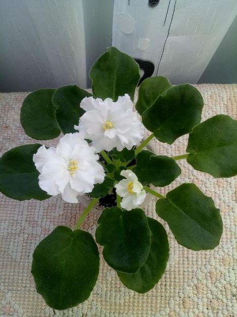 26 nov - ZZ Ian Natalka