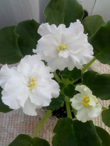 26 nov - ZZ Ian Natalka