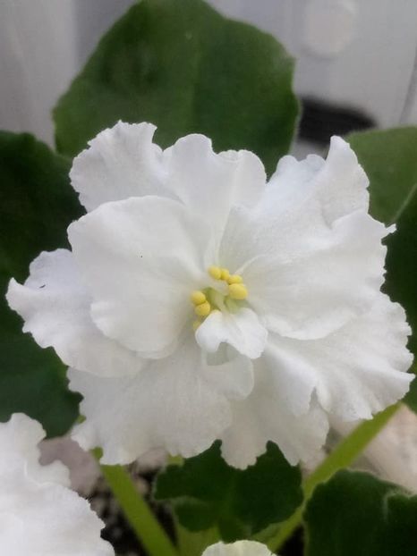 26 nov - ZZ Ian Natalka