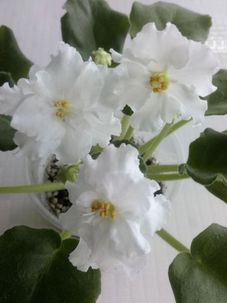 29 nov - ZZ Ian Natalka