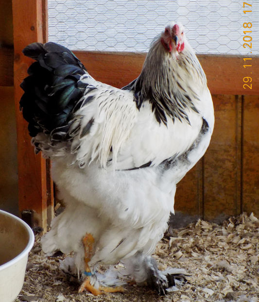  - VIITOR SPERANTE PTR 2019