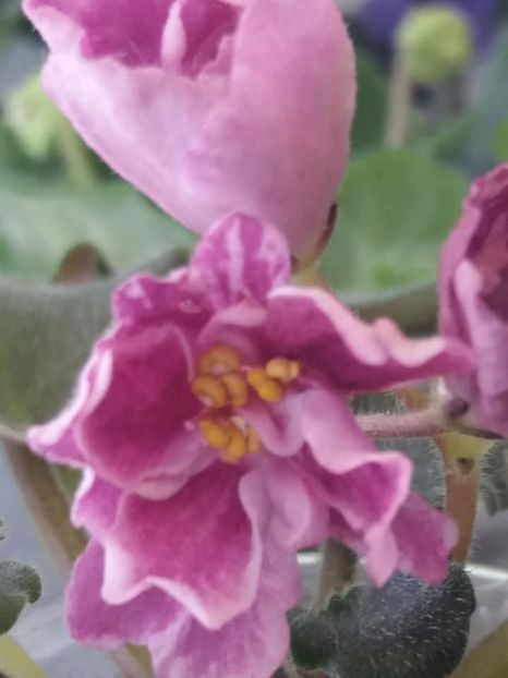 22 nov - ZZ RS Kolokolnyj Zvon