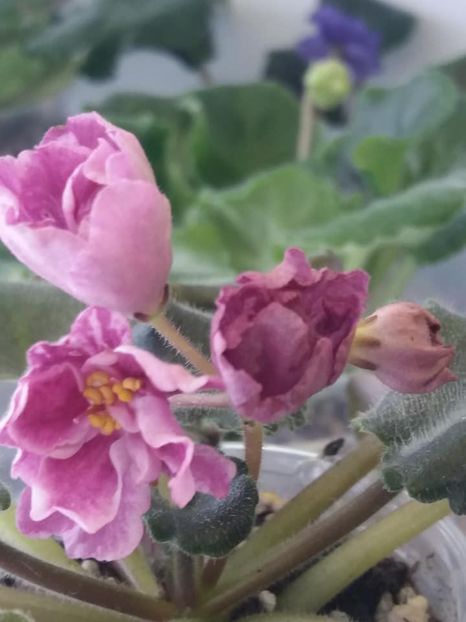 22 nov - ZZ RS Kolokolnyj Zvon