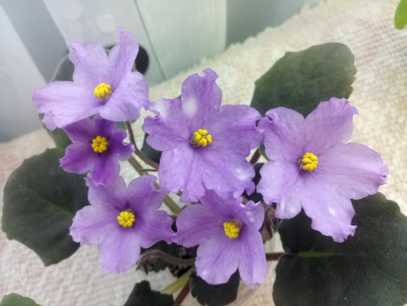 26 nov - ZZ RS Gnomiki