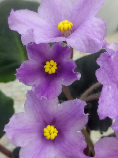 26 nov - ZZ RS Gnomiki