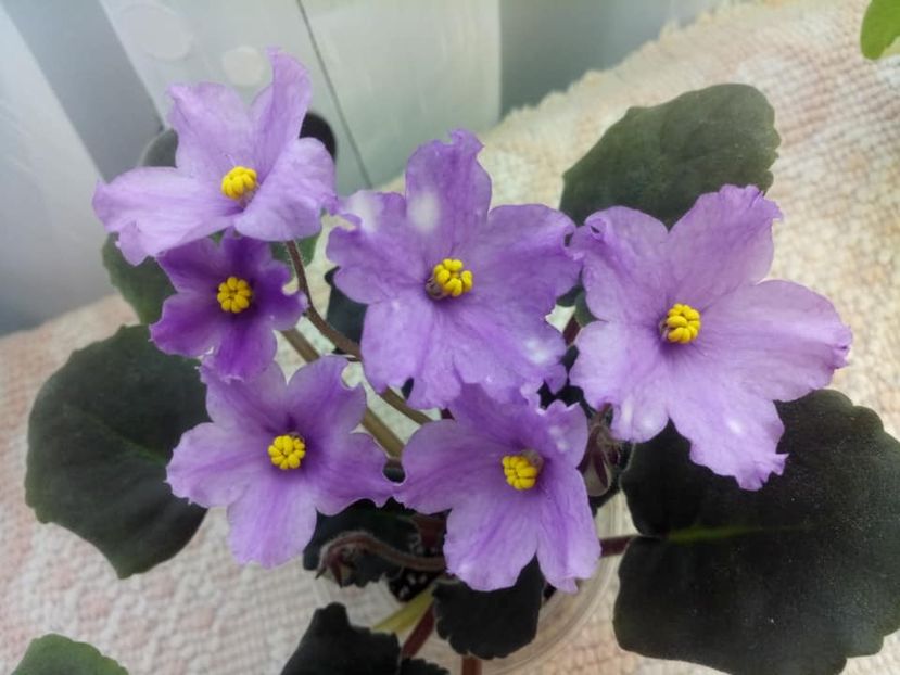 26 nov - ZZ RS Gnomiki