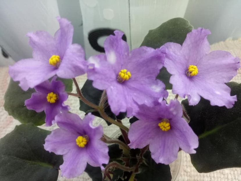 26 nov - ZZ RS Gnomiki