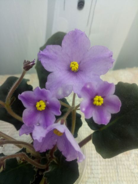 29 nov - ZZ RS Gnomiki