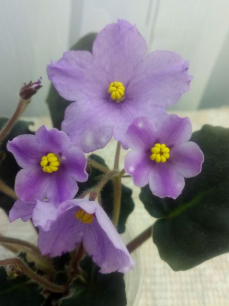 29 nov - ZZ RS Gnomiki