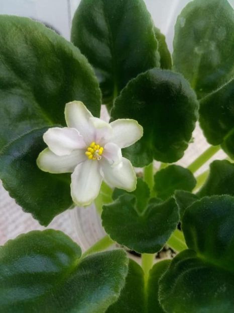 13 nov - ZZ RS Privorotnoe Zelie