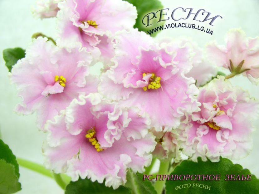 RS Privorotnoe Zelie poza net - ZZ RS Privorotnoe Zelie