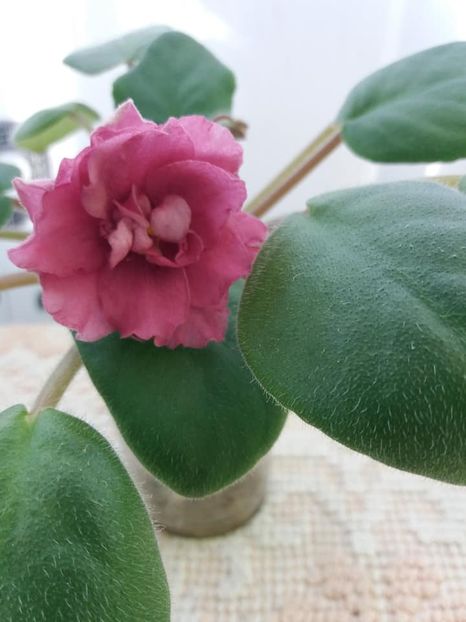 9 nov - ZZ EK Babie Leto-EK Indian Summer