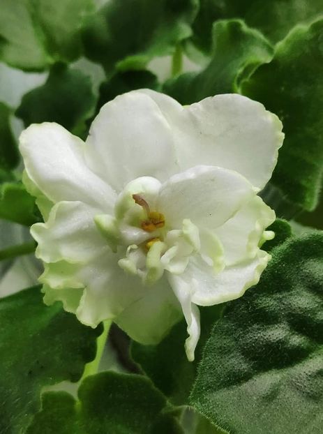 15 nov - ZZ LE Chateau Margaux