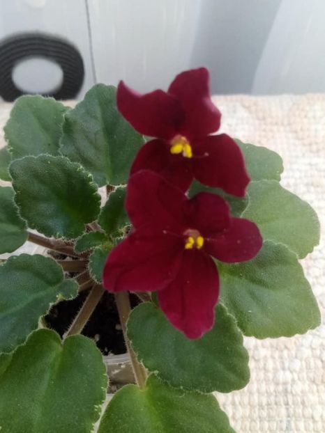 26 nov - Mac s O Scarlet O Hara