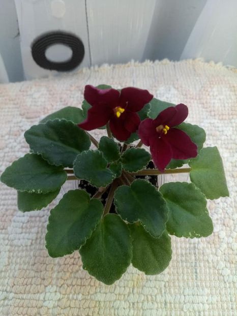 26 nov - Mac s O Scarlet O Hara